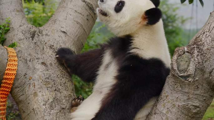 2024广州动物园大熊猫雅一星一钓猫