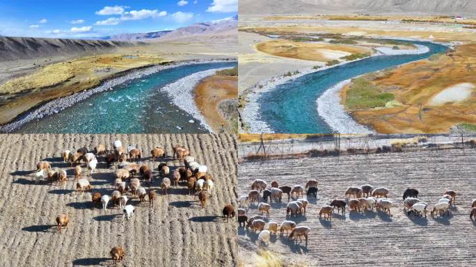 新疆昆仑雪山牲畜群B