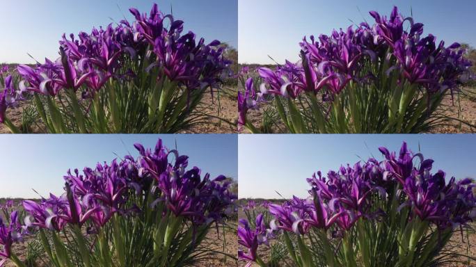 马莲花 紫色野花 野生植物 春天