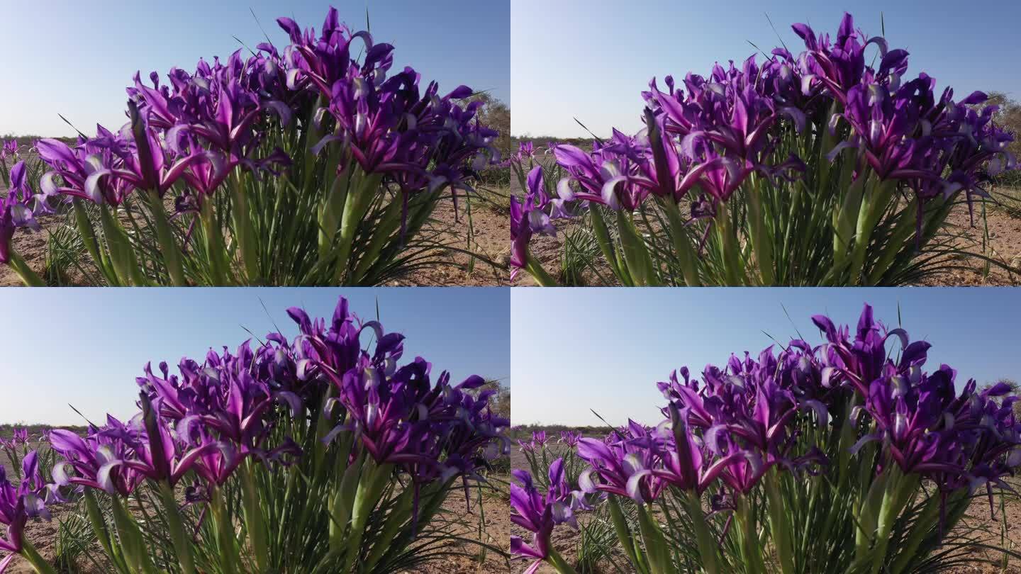 马莲花 紫色野花 野生植物 春天