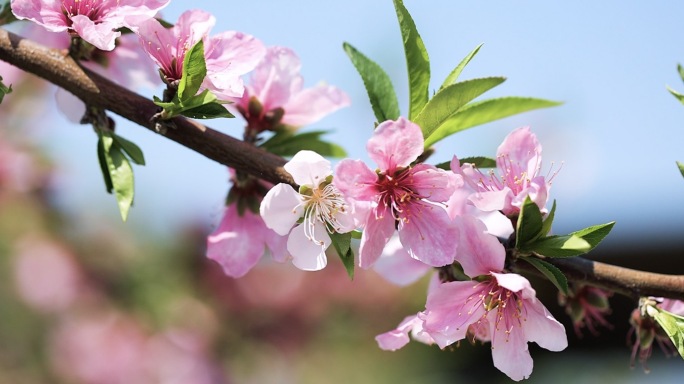 4k桃花园桃花实拍