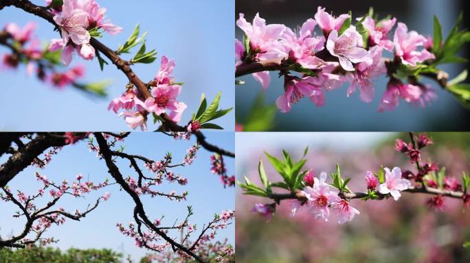 4k桃花园桃花实拍