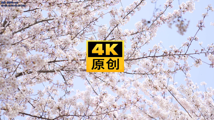 4K 樱花 各种 角度 春天 中山公园