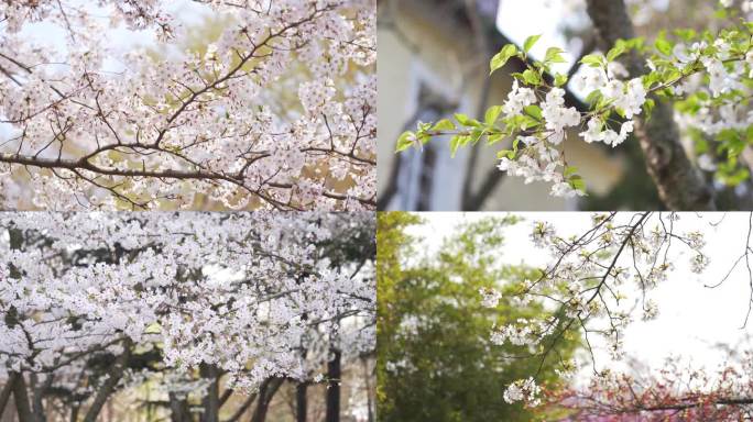 4K 樱花 各种 角度 春天 中山公园