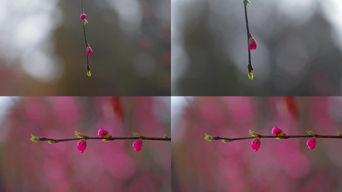 春天玉兰花盛开升格空镜