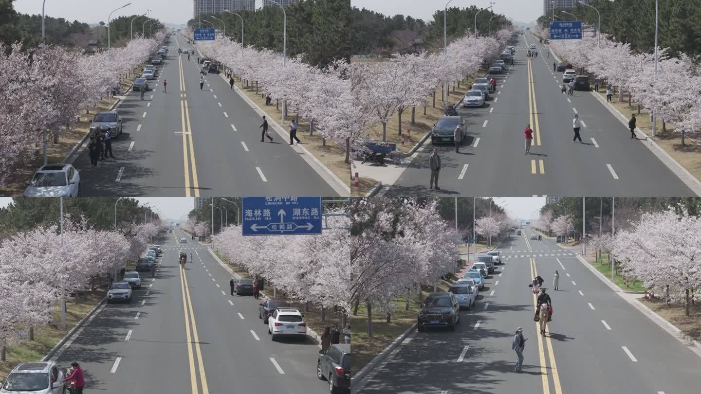 航拍威海市经区海悦路樱花大道樱花盛开