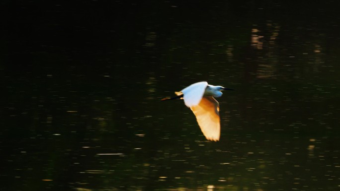 湿地鹭鸟
