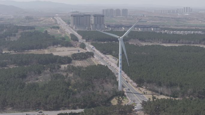 航拍威海市经区海悦路樱花大道樱花盛开