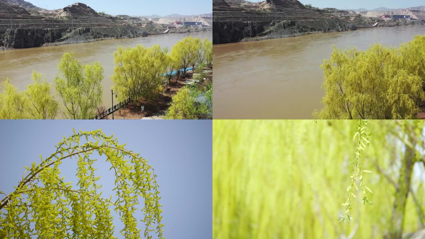 黄河边柳树