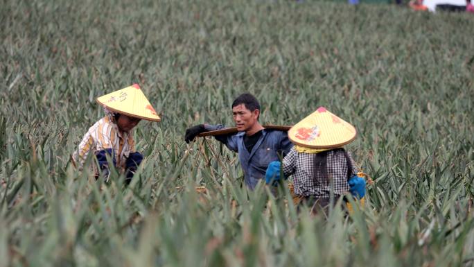 菠萝 菠萝成熟 菠萝採摘 湛江特产 水果