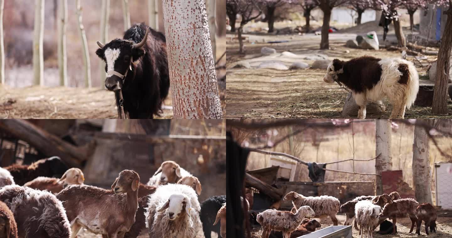 （9镜合集）农场里的牛牦牛公鸡鸭羊
