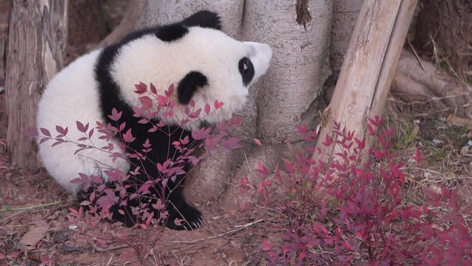 熊猫可爱熊猫树下游玩成都熊猫基地