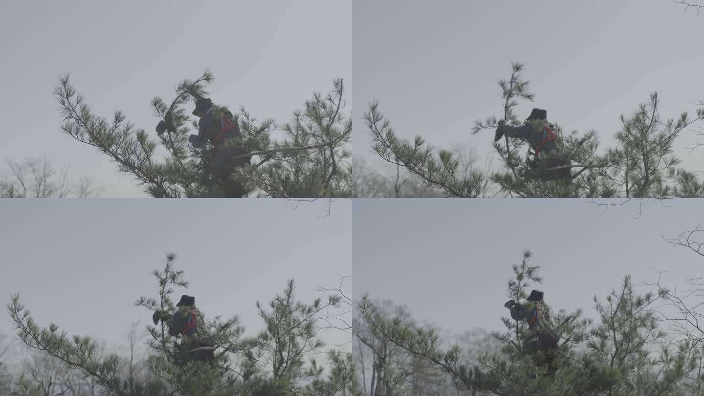 东北 红松 农民爬树 采摘