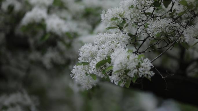 三坊七巷流苏花