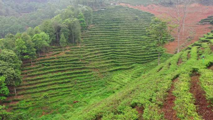 航拍茶场 摘茶春茶