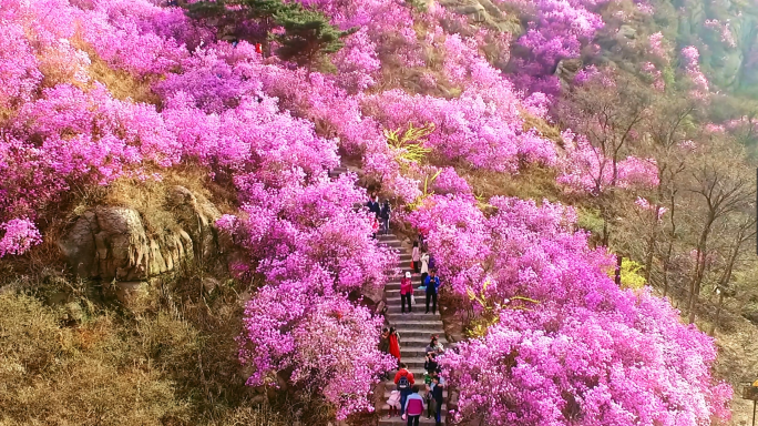 青岛大珠山杜鹃花航拍