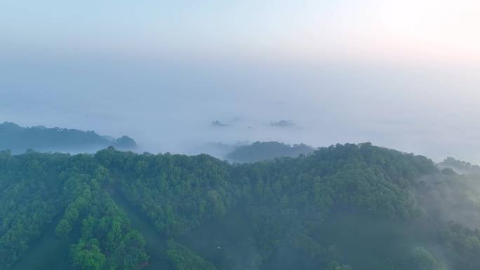 云雾生态茶山