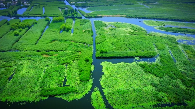 湿地公园水系芦苇荡