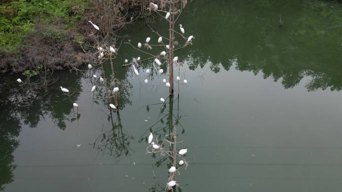 白鹤栖息湿地