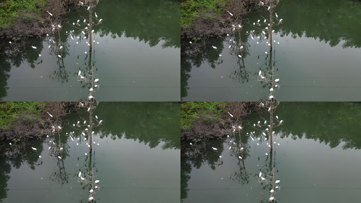 白鹤栖息湿地