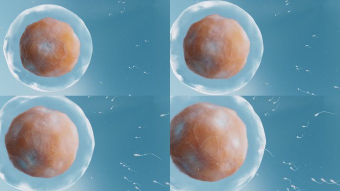 精子与卵细胞