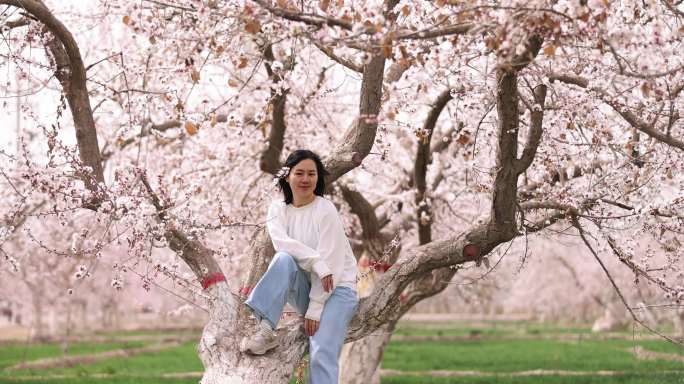 美女坐在杏花树上休息唯美意境新疆旅行