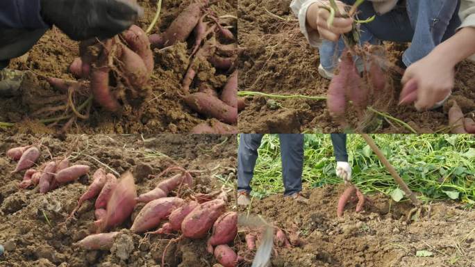 挖红薯 红薯丰收
