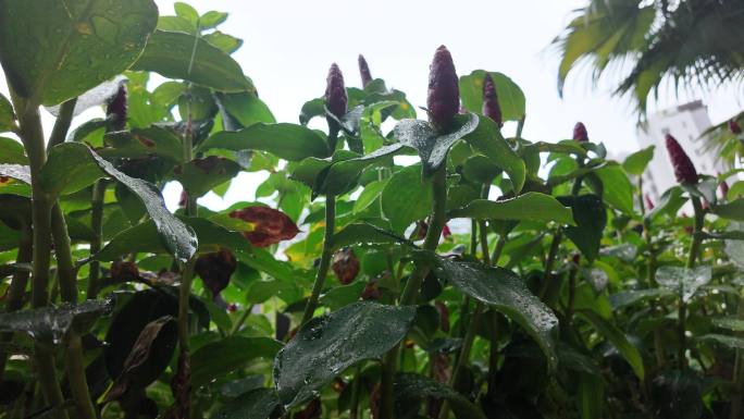热带植物雨中漫步：红色花苞 超清慢镜头