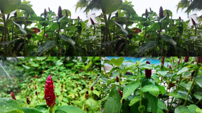 热带植物雨中漫步：红色花苞 超清慢镜头