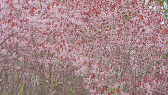 春天花会开4K