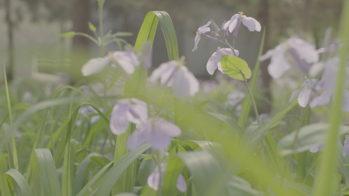 公园景色 鲜花 空镜头 夏季