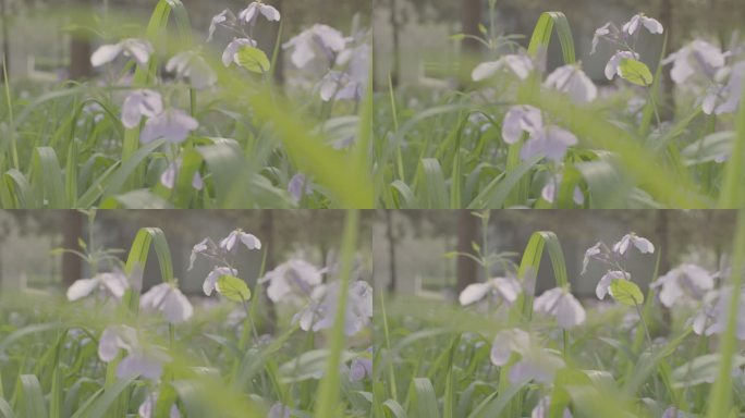 公园景色 鲜花 空镜头 夏季