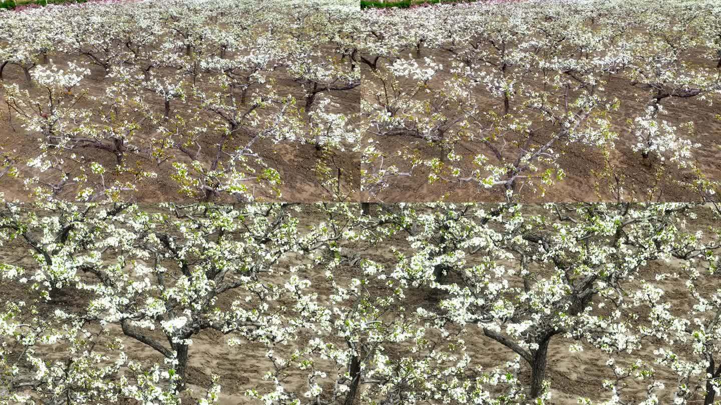 梨花桃花苹果花梨树桃树果树