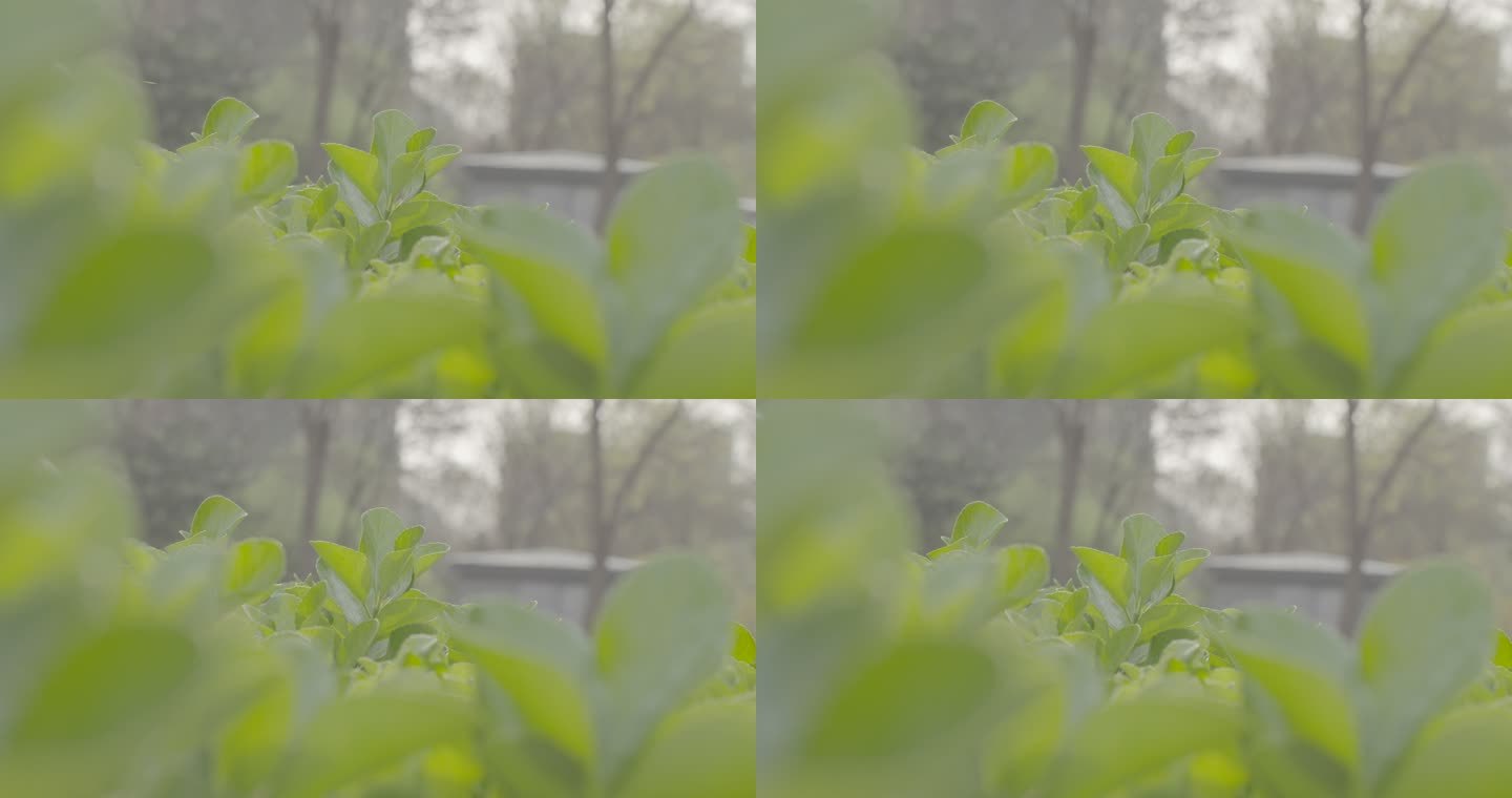 春夏季节小区绿植空镜头4k