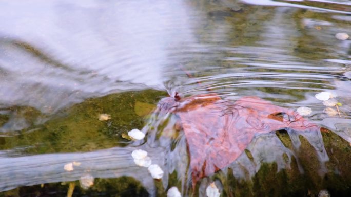 杭州植物园小溪小河流水风景视频素材4