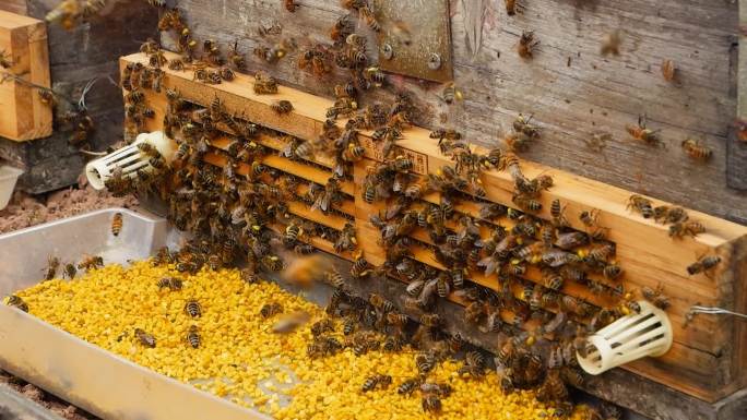蜜蜂采蜜归巢慢动作