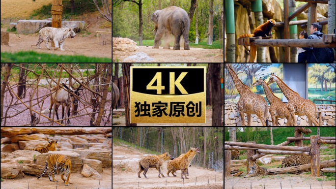 北京野生动物园 合集