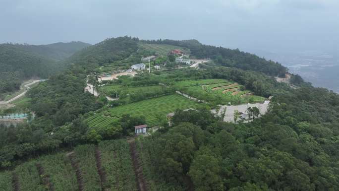 4K厦门翔安区锄山村妙高山茶园采茶航拍