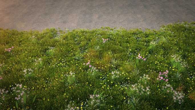 草地植物生长