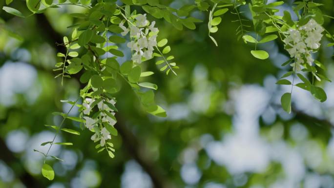 槐花 槐树花