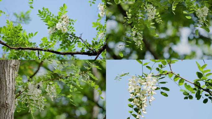 槐花 槐树花