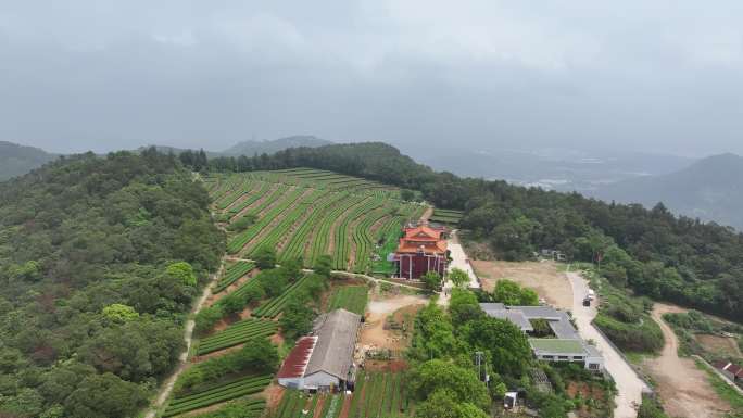 4K厦门翔安区锄山村妙高山茶园采茶航拍