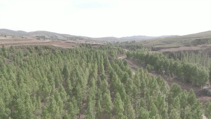 沙化 植树造林 绿化 航拍