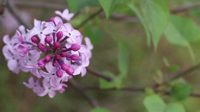 春天 花 绿意 生机