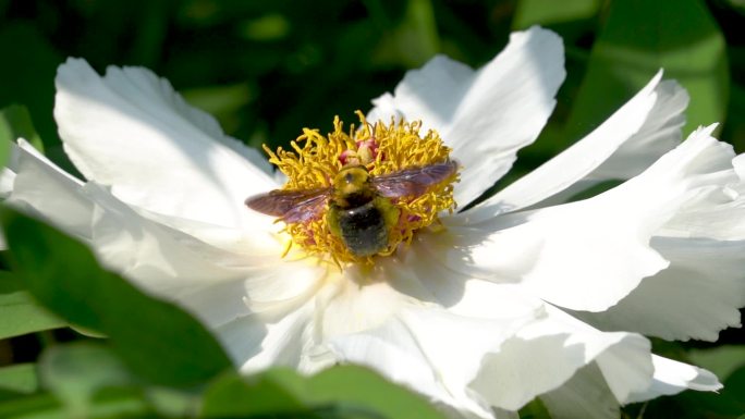 春天花园牡丹盛开蜜蜂飞舞慢镜头