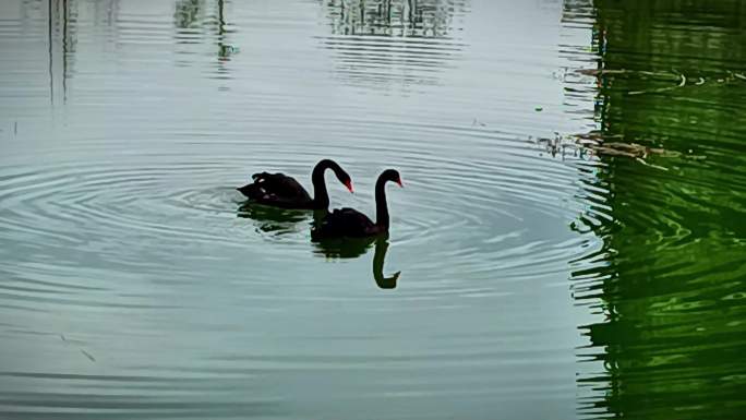 两只黑天鹅在绿绿的水池中游水歇息