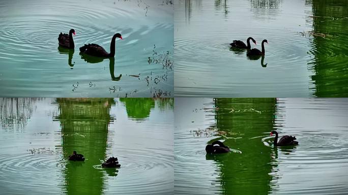 两只黑天鹅在绿绿的水池中游水歇息