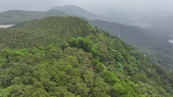 4K厦门翔安区锄山村妙高山茶园采茶航拍