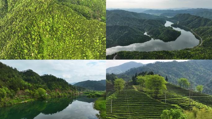 婺源山区茶园地新叶美丽乡房屋种植青山河流