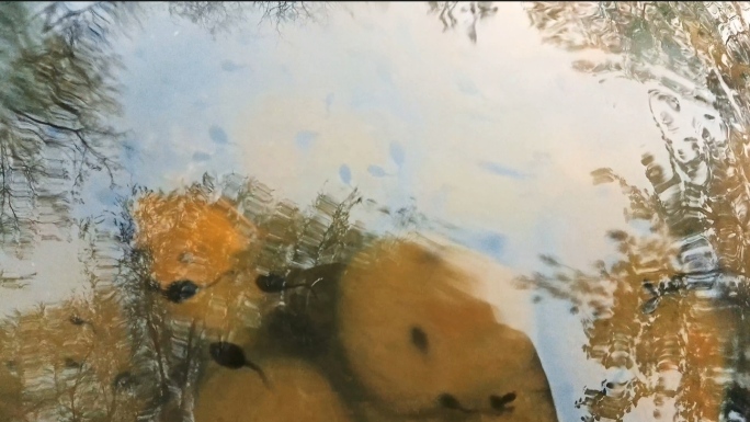 水下摄影/石头缝中的小蝌蚪